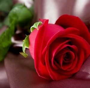 Meet your Posher, Dalia